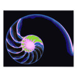 Nautilus Colour Photo Print