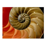 Nautilus shell Photo Post Cards