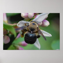 navel blossom and bee posters
