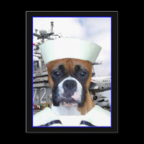 Navy Sailor Boxer Dog  Postcard