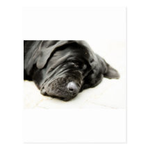 Neapolitan Mastiff Post Cards