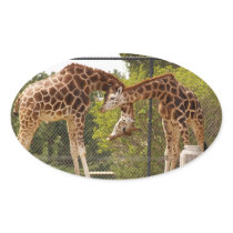 Necking giraffes oval sticker