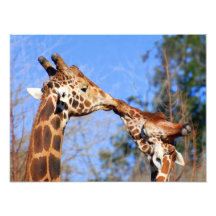 Necking Giraffes Photo