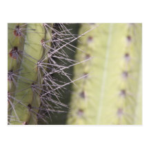 Needles Post Card