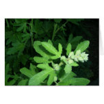 Neighbourhood Plant Cards