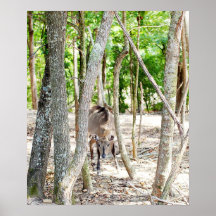 Nelgi Photograph Posters