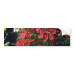 Nemesia (Nemesia Strumosa) flowers Bumper Stickers