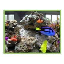 Nemo avec sa bande carte postale