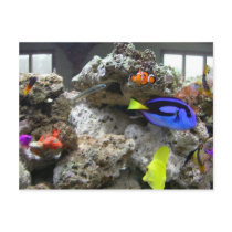 Nemo With His Gang Postcard
