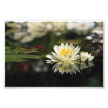 Nénuphar blanc photographe
