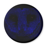 Neon Owl Portrait Fridge Magnets