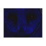 Neon Owl Portrait Postcards