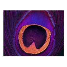 Neon Peacock Post Card
