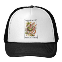 Nepenthaceae by Ernst Haeckel Hat