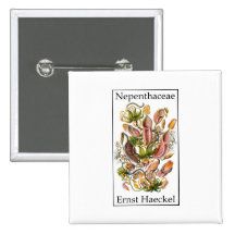 Nepenthaceae by Ernst Haeckel Pinback Buttons