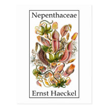 Nepenthaceae by Ernst Haeckel Postcard