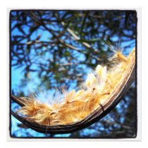 Nerium Oleander Seed Pod Colour Photo Print