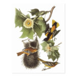 Nesting Birds Post Card
