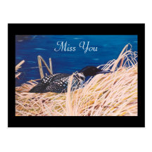Nesting Loon Postcard