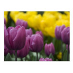 Netherlands aka Holland), Lisse. Keukenhof 10 Post Card