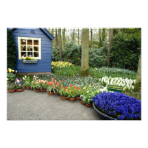 Netherlands aka Holland), Lisse. Keukenhof 2 Photo