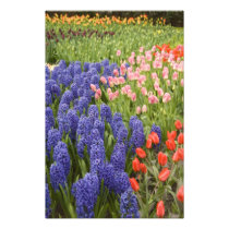 Netherlands aka Holland), Lisse. Keukenhof 2