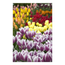 Netherlands aka Holland), Lisse. Keukenhof 3