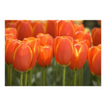 Netherlands aka Holland), Lisse. Keukenhof 3