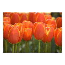Netherlands aka Holland), Lisse. Keukenhof 3 Art Photo