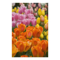 Netherlands aka Holland), Lisse. Keukenhof 4