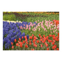 Netherlands aka Holland), Lisse. Keukenhof 4
