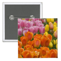 Netherlands aka Holland), Lisse. Keukenhof 4 Pin