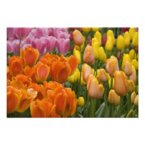 Netherlands aka Holland), Lisse. Keukenhof 5