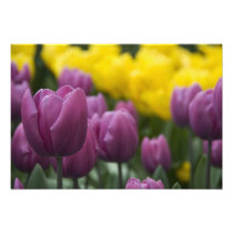 Netherlands aka Holland), Lisse. Keukenhof 6