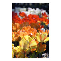 Netherlands aka Holland), Lisse. Keukenhof