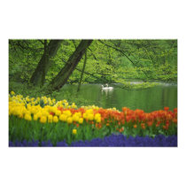 Netherlands, Lisse. White swans on pond amid