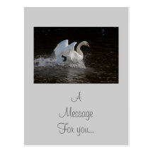 Nettoyez le cygne cartes postales