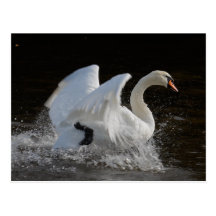 Nettoyez le cygne cartes postales