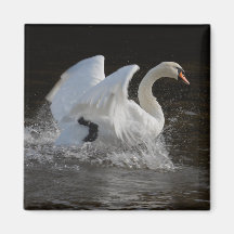 Nettoyez le cygne magnets
