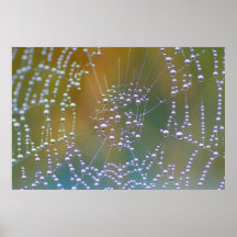 Networked Poster