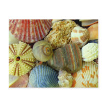 New Address Sea Urchin and Seashells Postcard