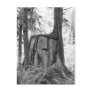 New Beginnings (b&w) Postcard