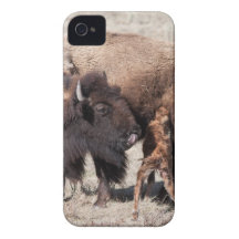 New Born Bison Case-Mate iPhone 4 Cases