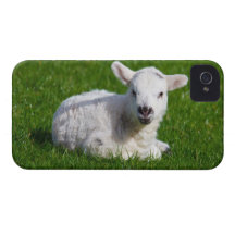 New born cute lamb on green grass iPhone 4 cases