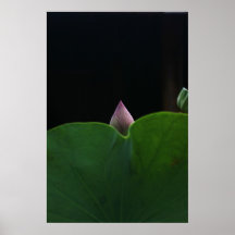 New Born Lotus Poster