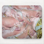 New-born Piglets Mousepad