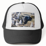 New Bprn Elephant Seal Hats
