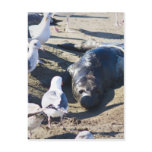New Bprn Elephant Seal Postcards
