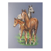 New Colts Post Card