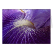 New Day Garden Notecard- Iris 'Daughter Of Stars'